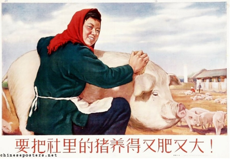 Подпись к этому плакату гласит, что свиньи в коммунах  должны расти большими и жирными: