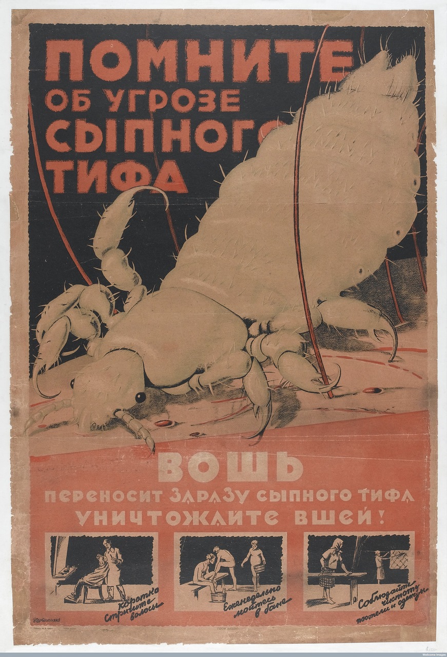 L0042087 The typhus louse, against which Russian citizens are urged